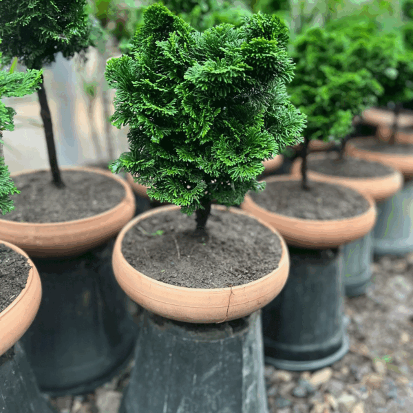 بونسای نانا