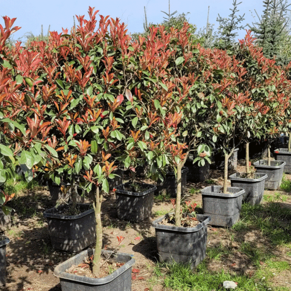 درخچه فتونیا