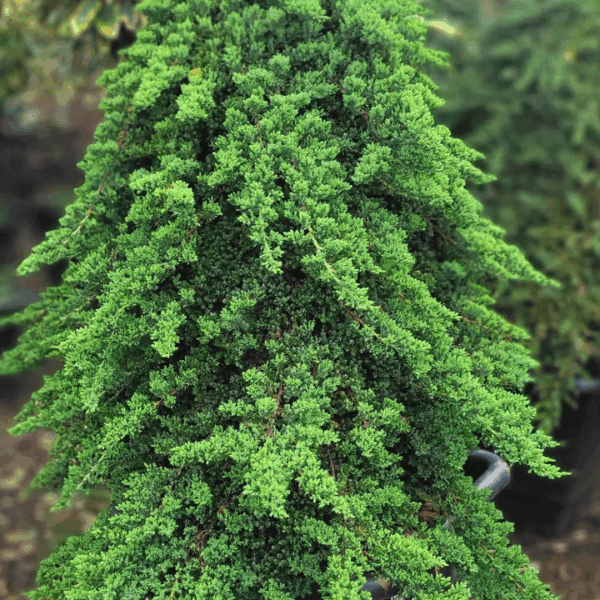 درختچه کاج همیشه سبز