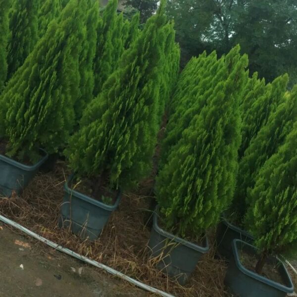 سرو نوک دار