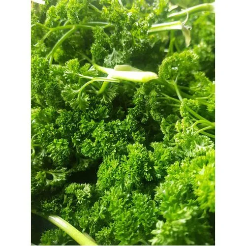 parsley